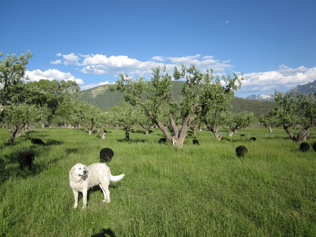 Winnie the livestock guardian dog stands in the orchard, surrounded by her sheep. 