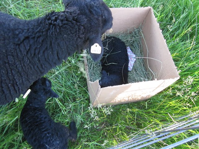 A tiny lamb warms up in a makeshift box shelter.