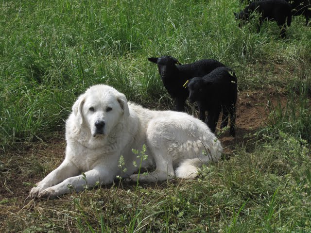 Winnie, the livestock guardian dog, lying in the grass and protecting her lambs. 