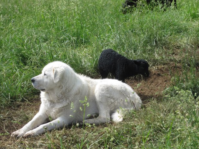 Winnie, the livestock guardian dog, lying in the grass and protecting her lambs. 