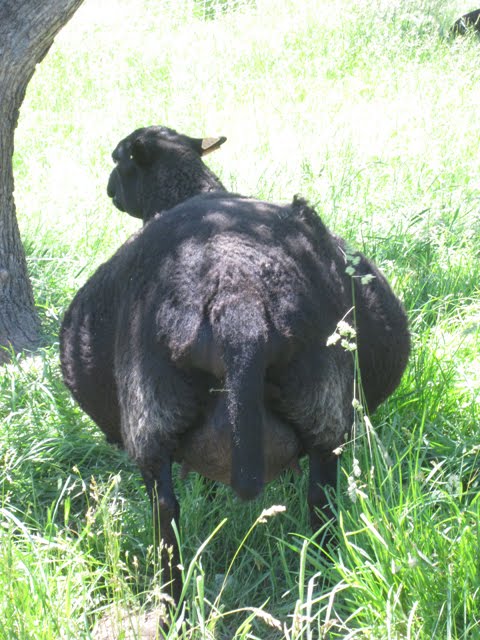 Desert Weyr Tanwen, looking rather large from the back. 