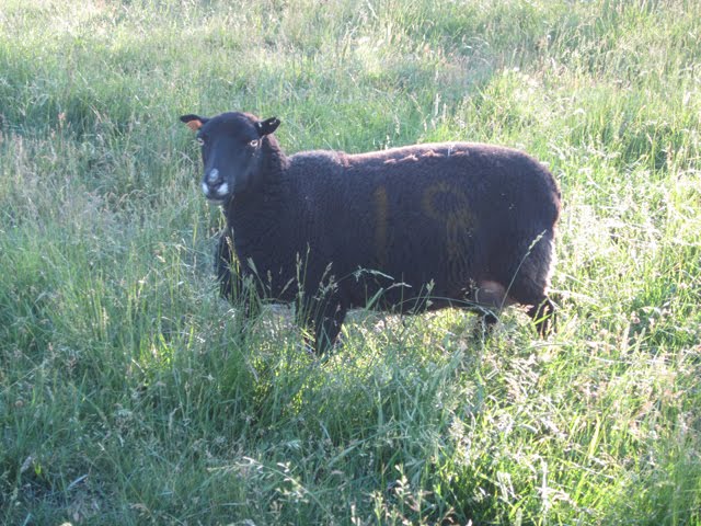 Desert Weyr Tanwen, looking rather proud of herself after birthing her ram. 