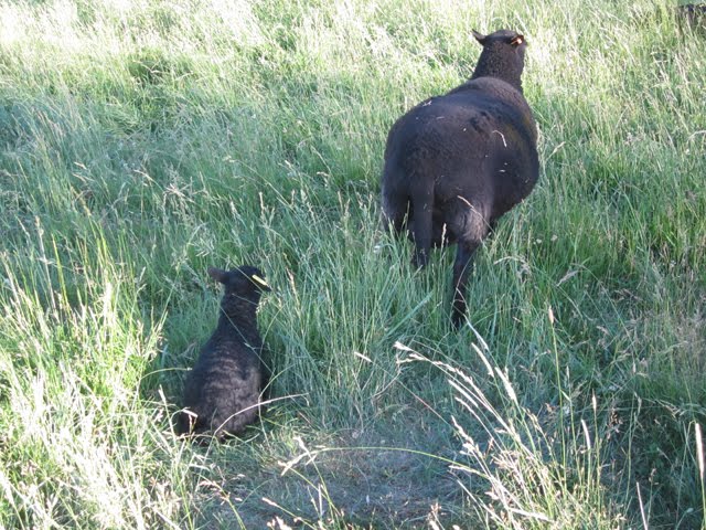 Tanwen stands in the grass with her large ram lamb sitting behind her. 