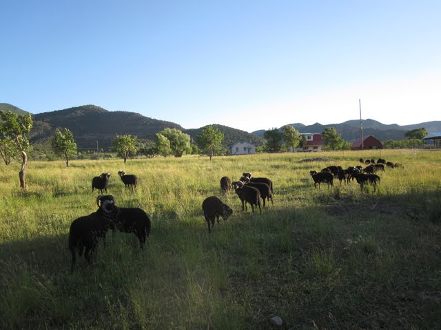 Black rams stand together in their pasture. 