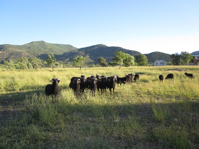 Black rams stand together in their pasture. 