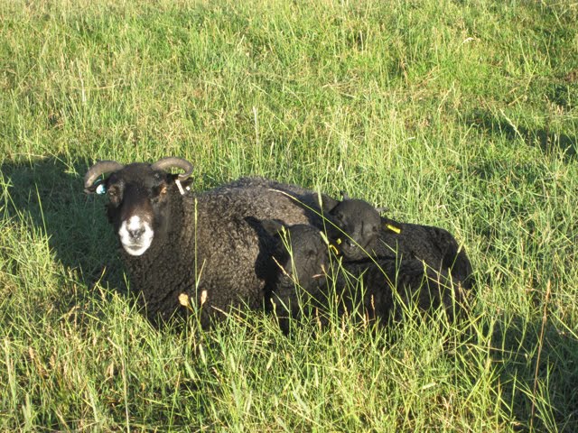 Desert Weyr Yoda babysits a pair of tiny twin lambs.