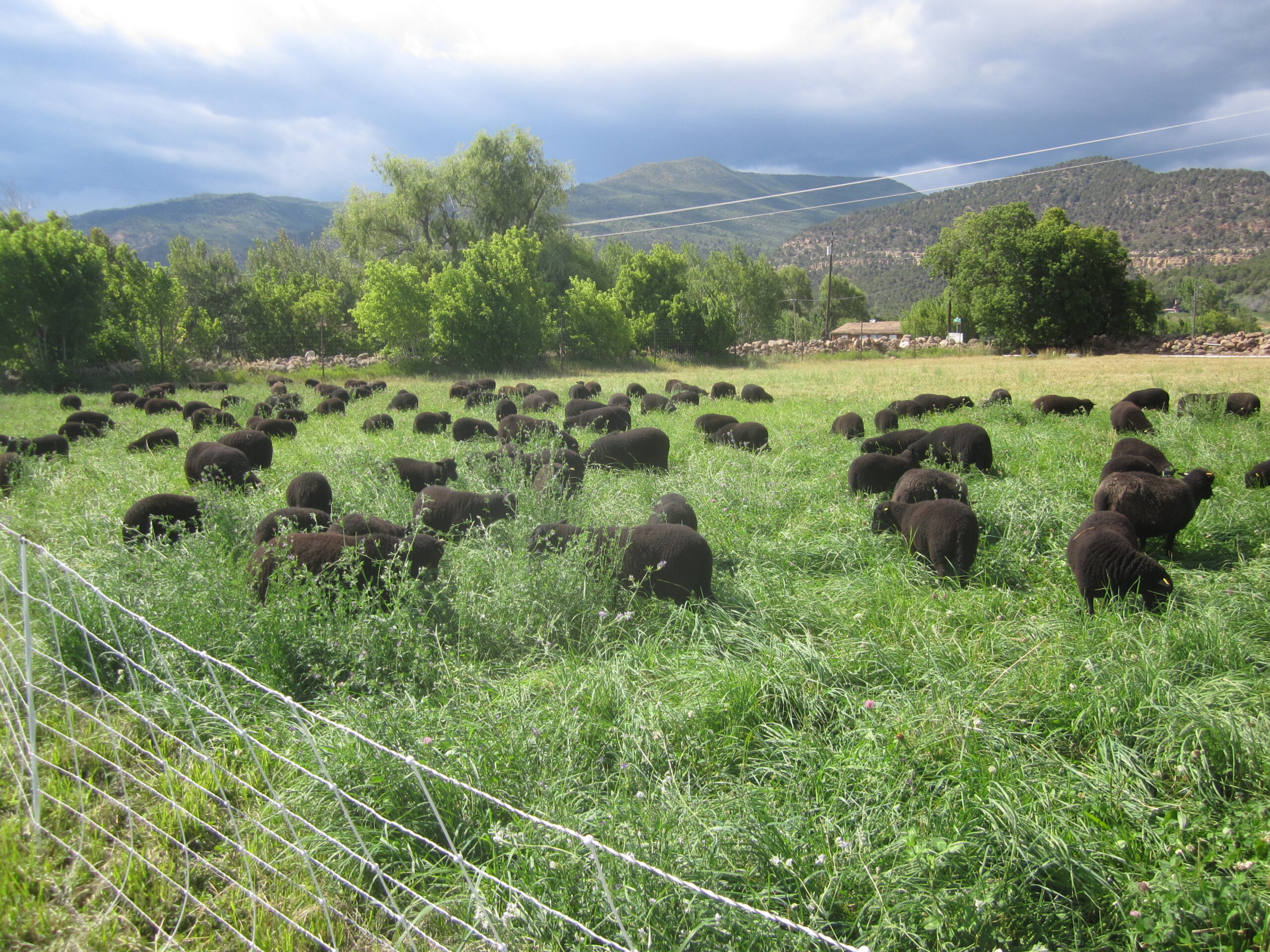 A flock of black sheep grazes in a lush field of forage.