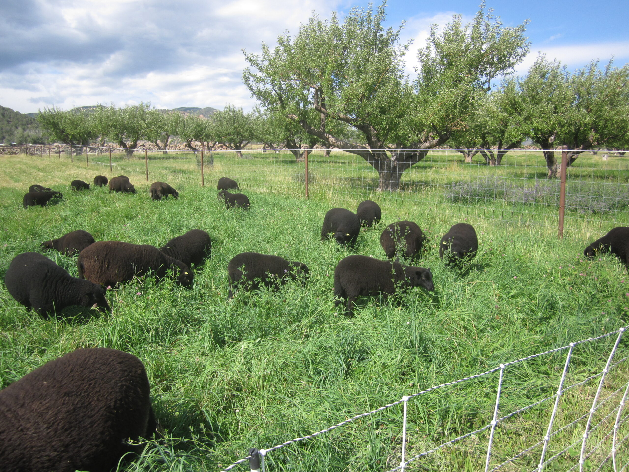 A flock of black sheep grazes in a lush field of forage.
