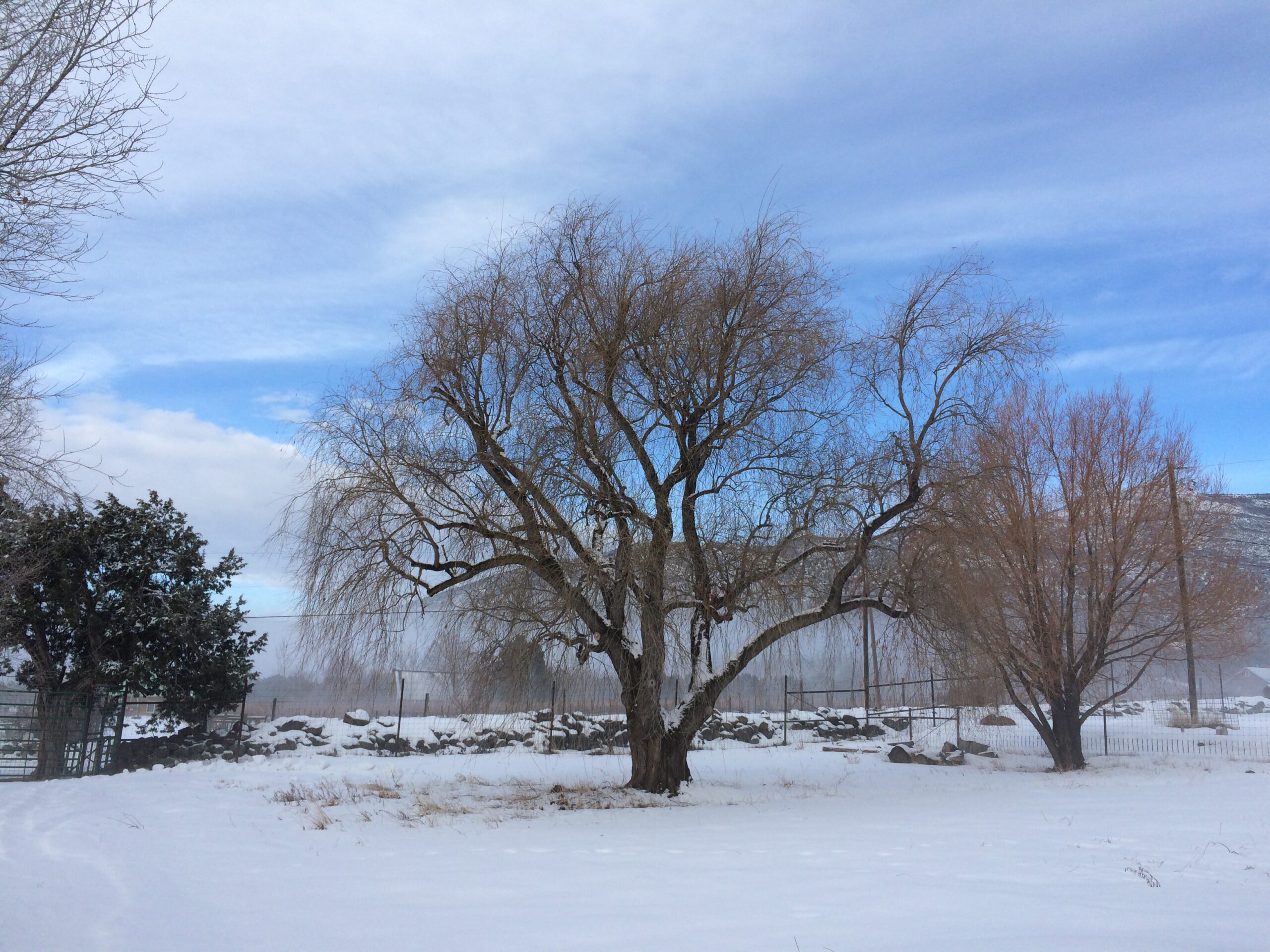 While the ground is full of snow, tree branches are free of ice. 