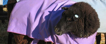 Sheep Coats