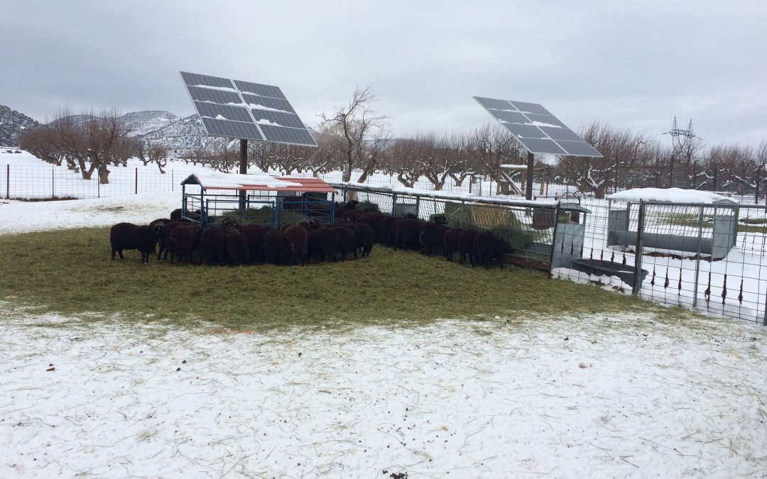 Solar Sheep