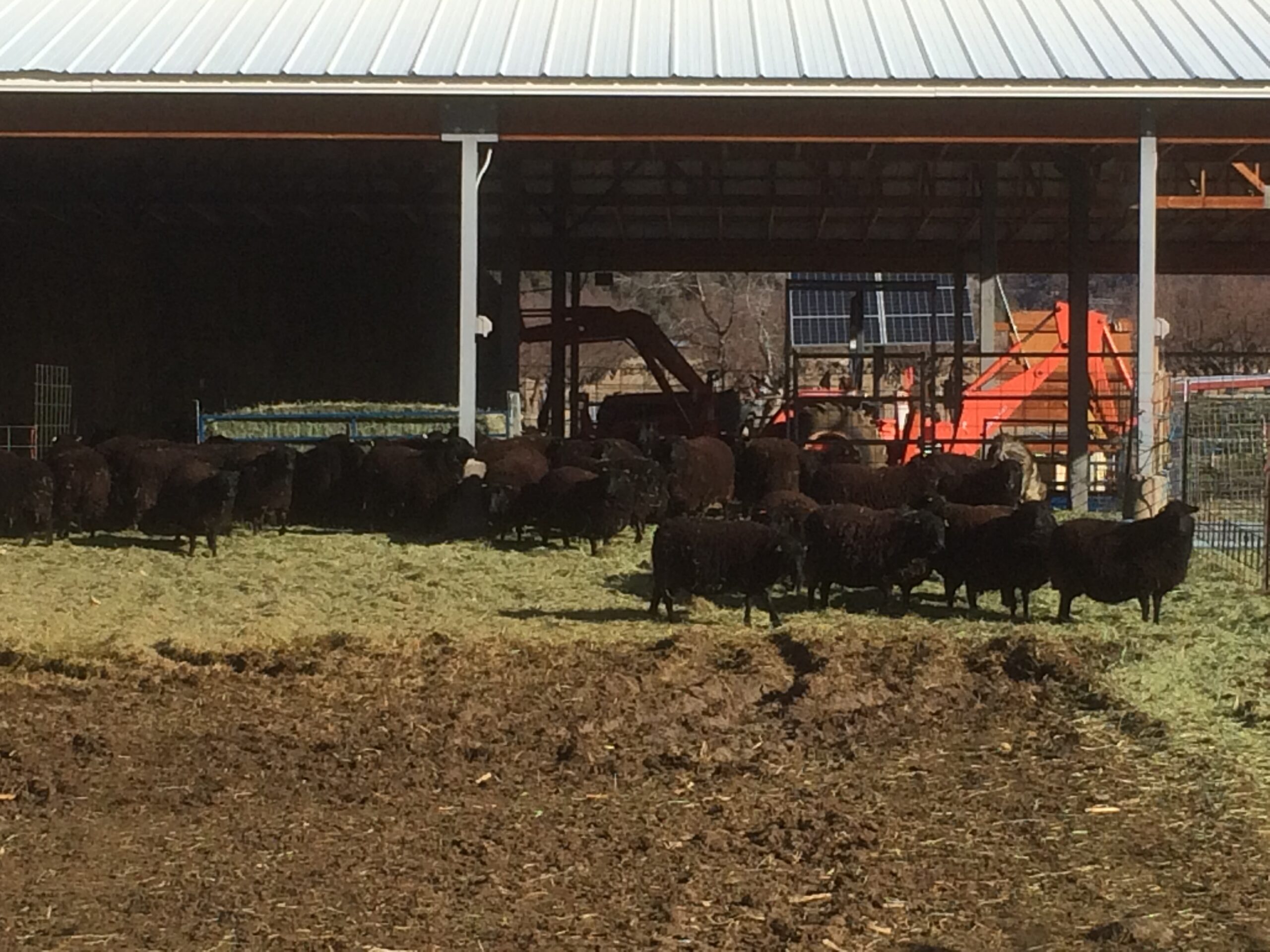 A flock of pregnant ewes enjoys eating their fresh hay.