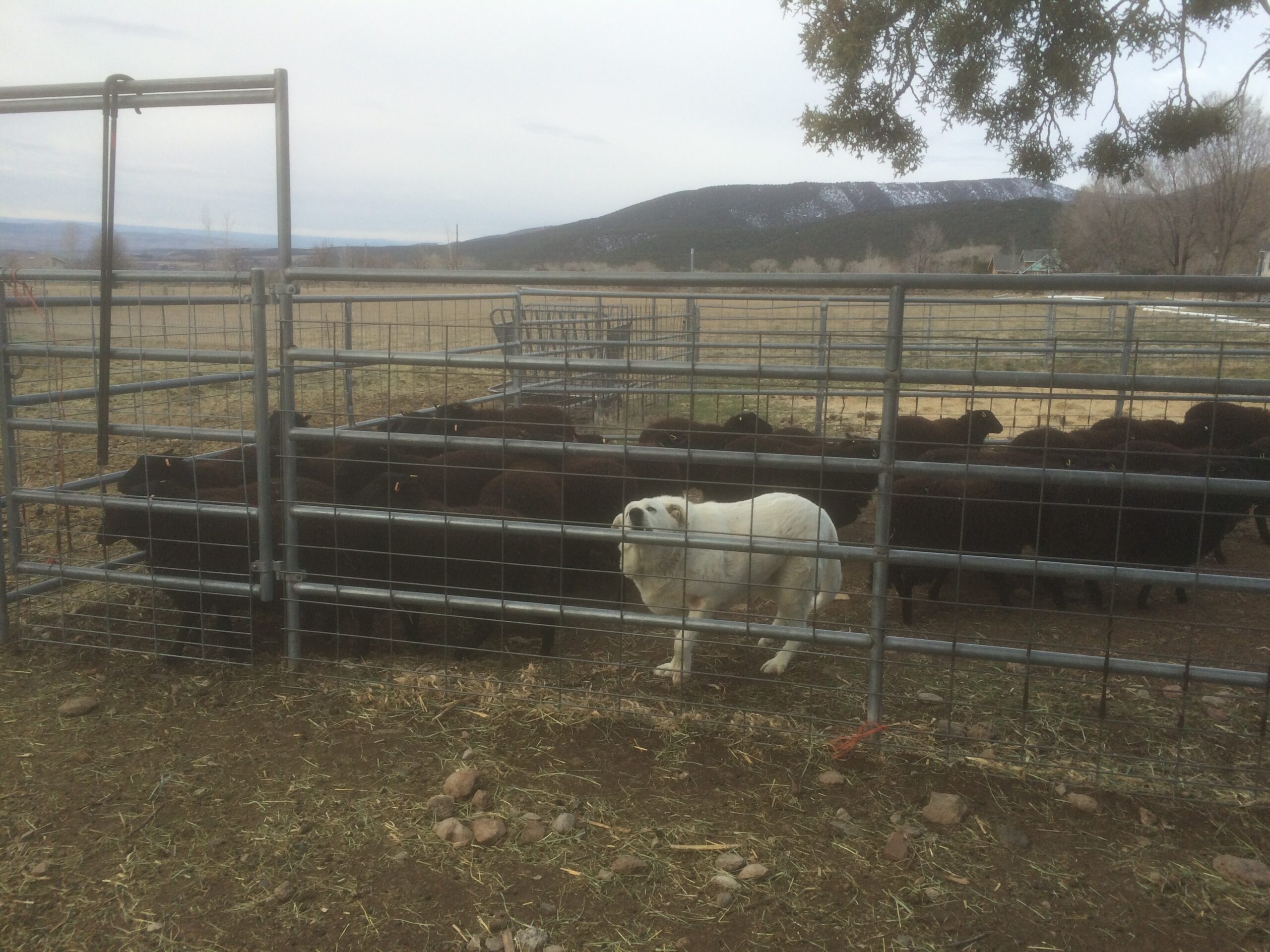 Winnie the livestock guardian dog stands in a corral with her Black Welsh Mountain sheep.