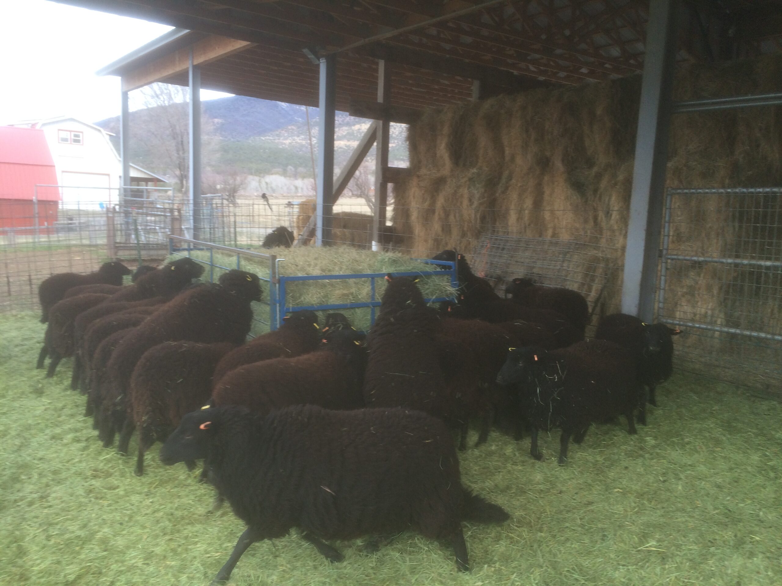 A group of black sheep eats hay at a feeder.