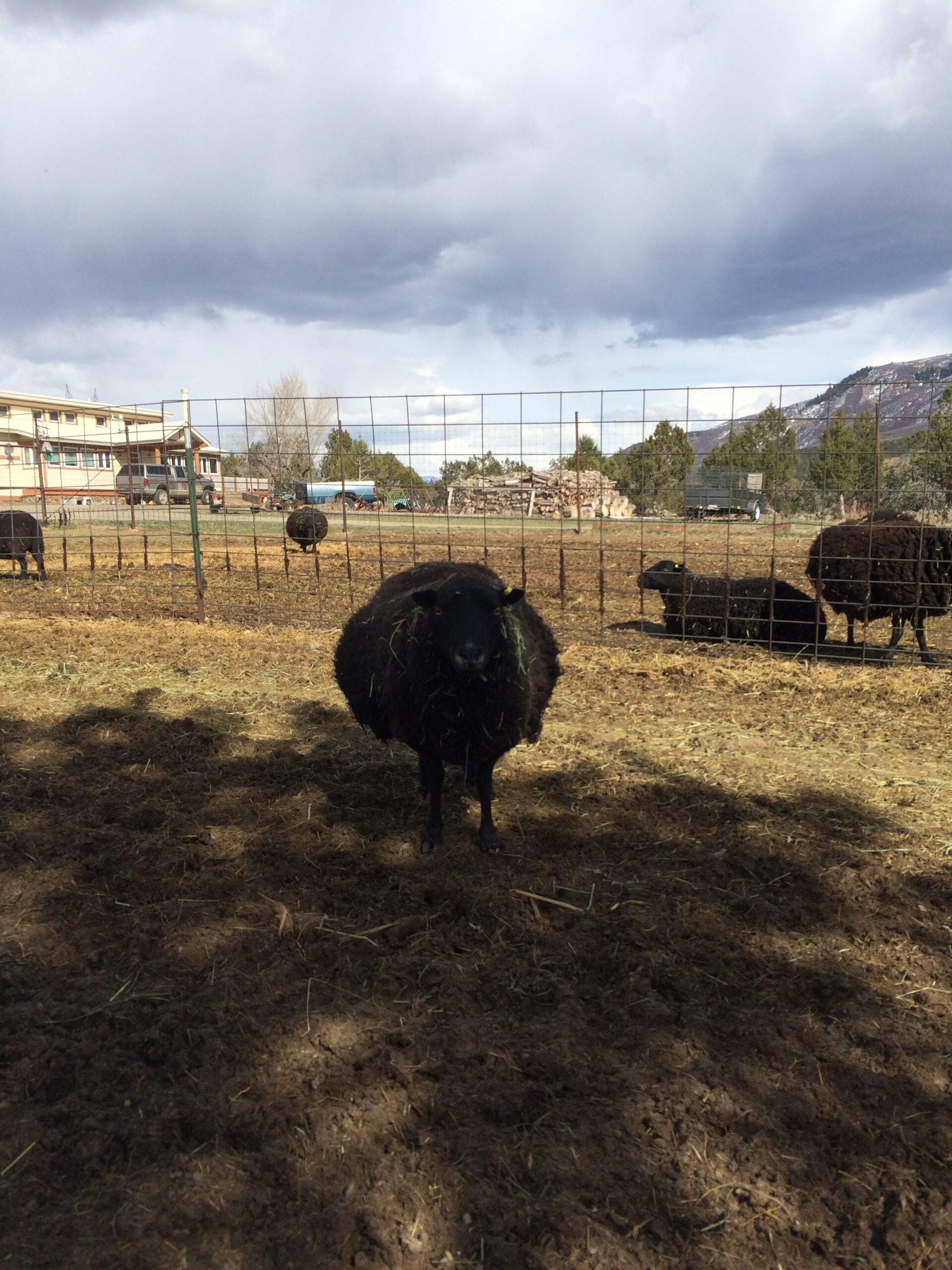 A single, very round Black Welsh Mountain ewe looks at the camera.