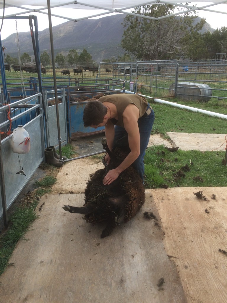 A shearer carefully handles the sheep, getting them ready for the wool removal process. 