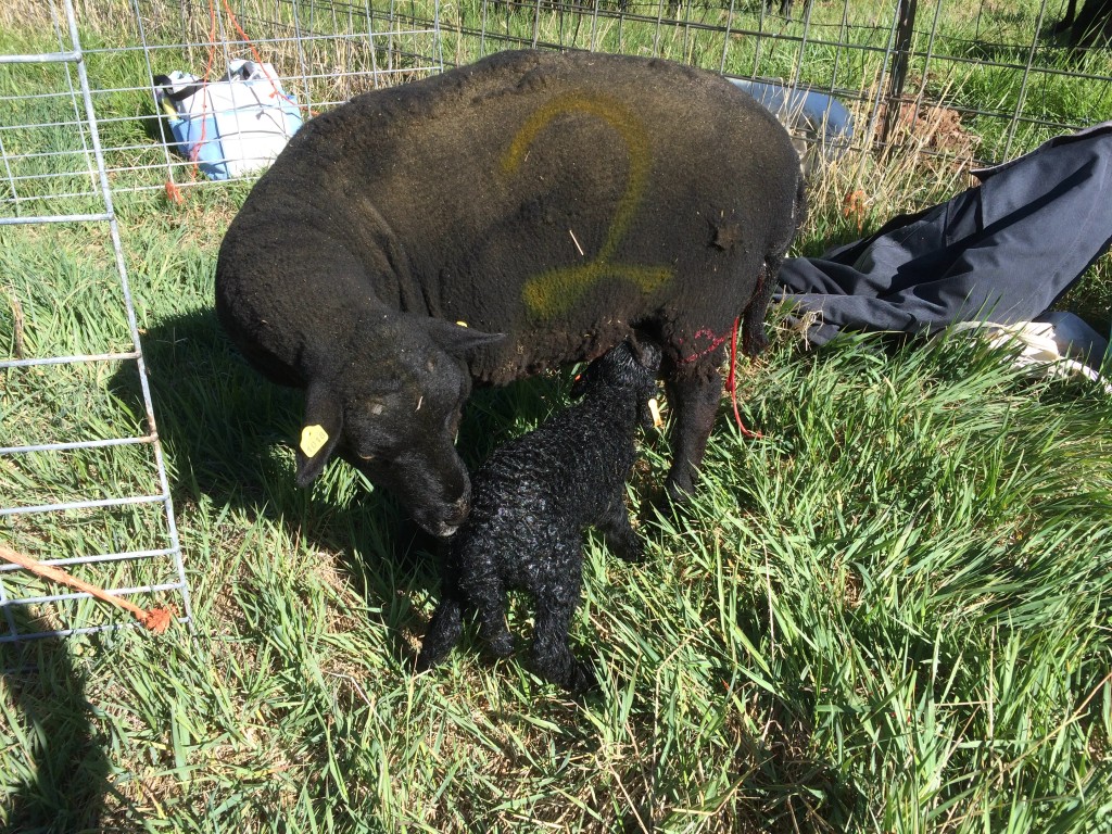 An ewe painted with the number 2 licks and attends to her newborn lamb.