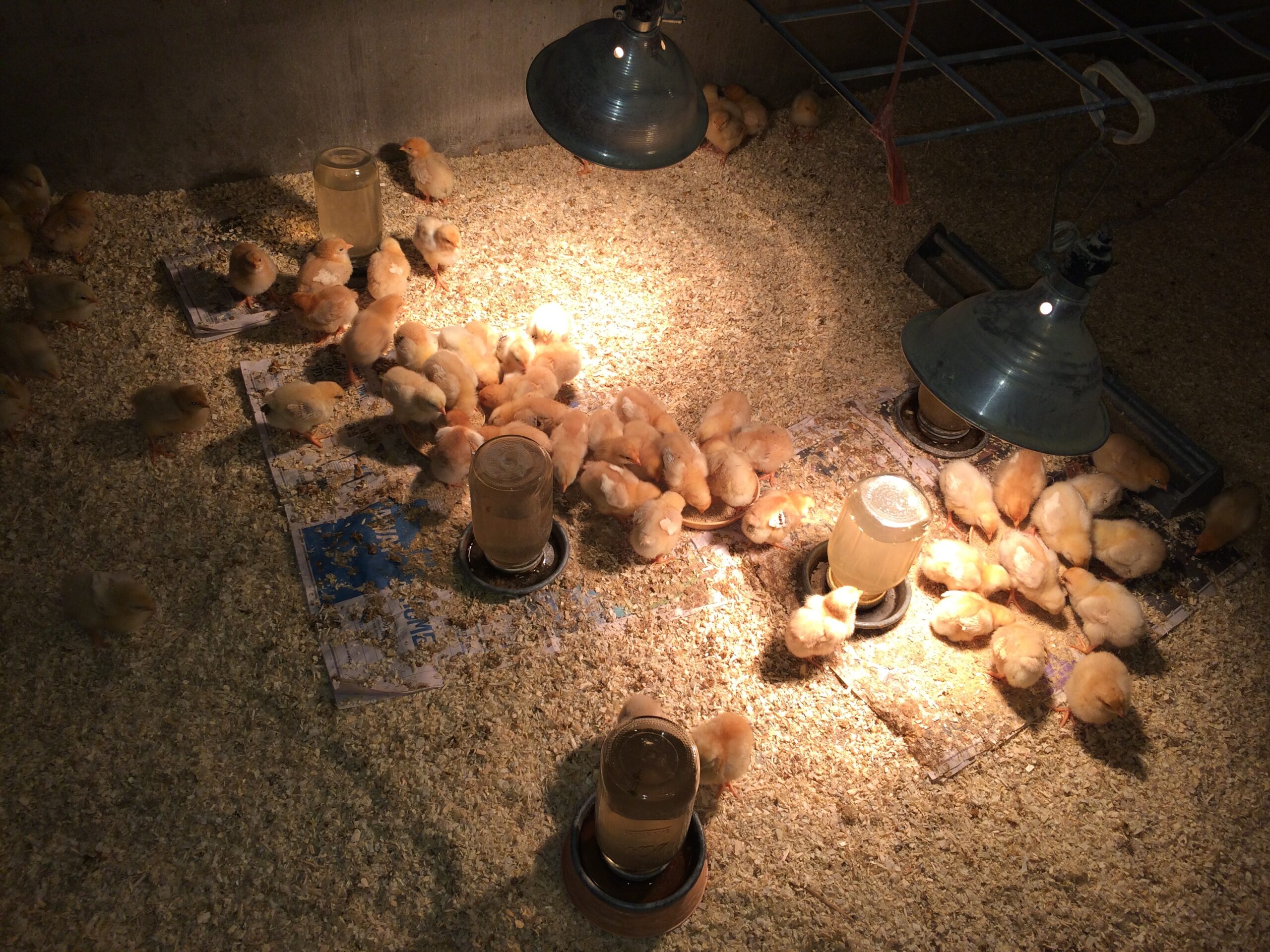 A group of meat chicks gathers around heat lamps inside a brooder.