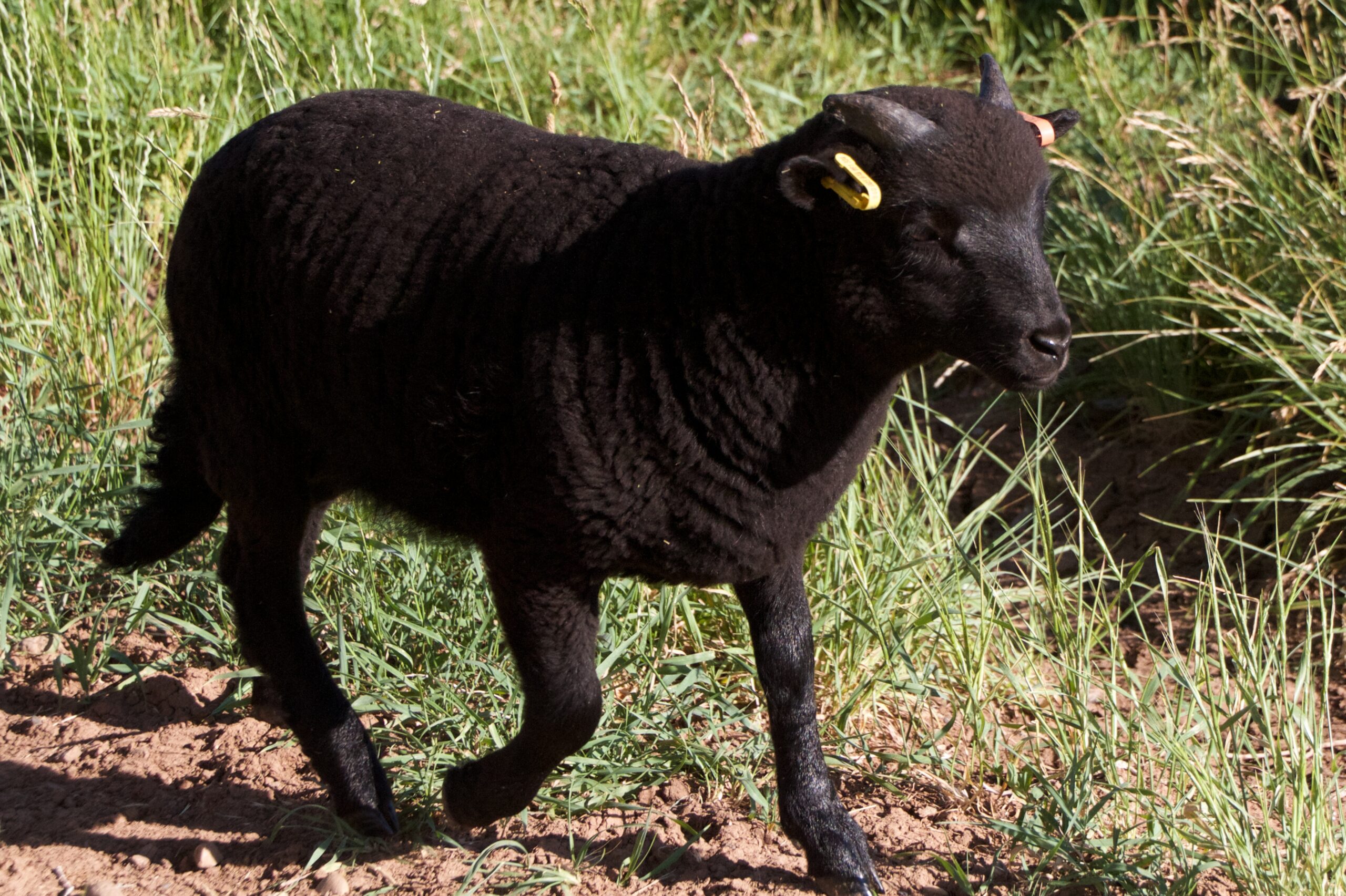 A single lamb can be seen trotting to new grass.