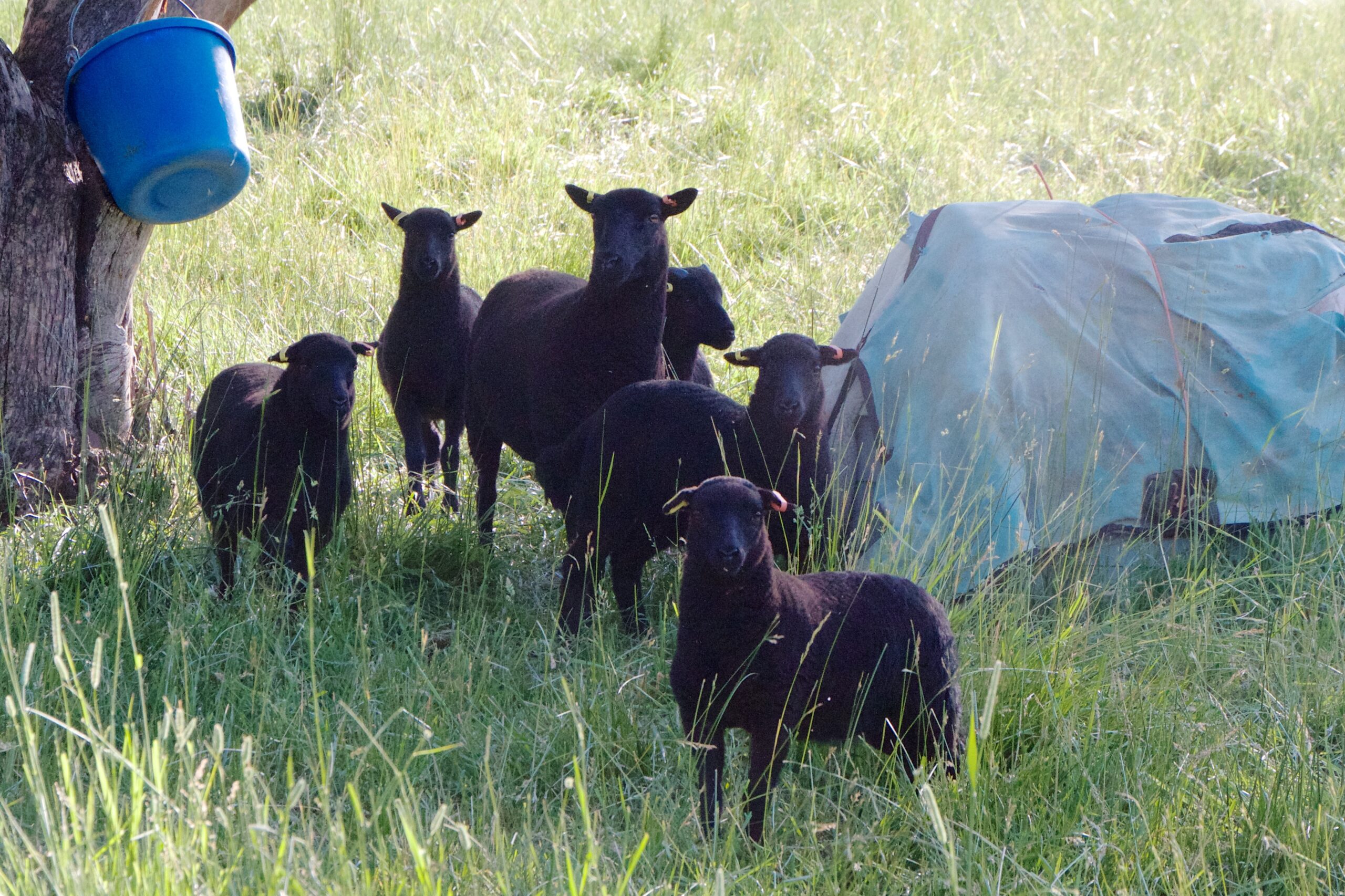 A small group of straggler sheep remain behind in a pasture.
