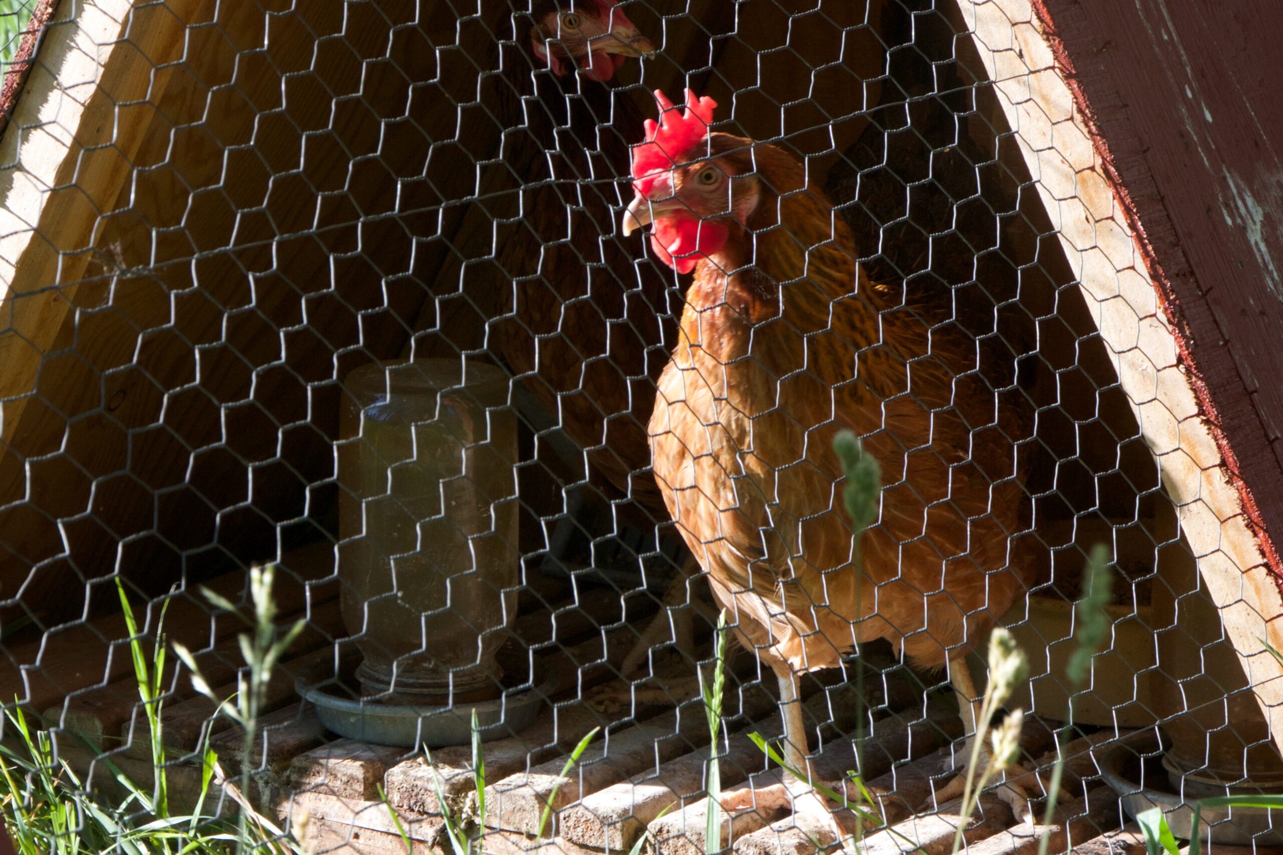 A brown hen looks out from the inside of a chicken coop.