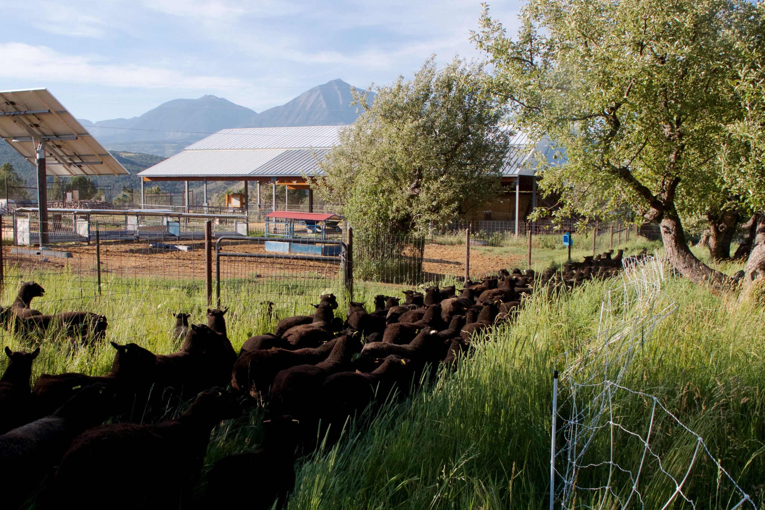 The Black Welsh Mountain sheep can be seen moving together between pastures.