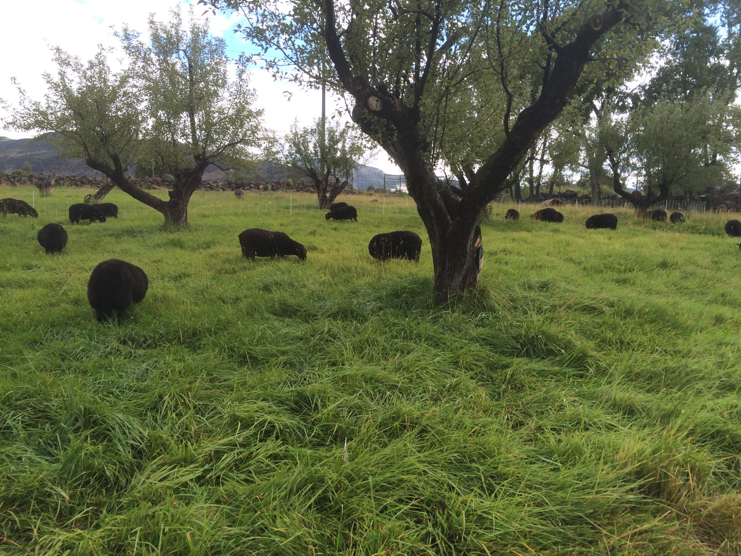 A flock of Black Welsh Mountain sheep enjoys their lush pasture.