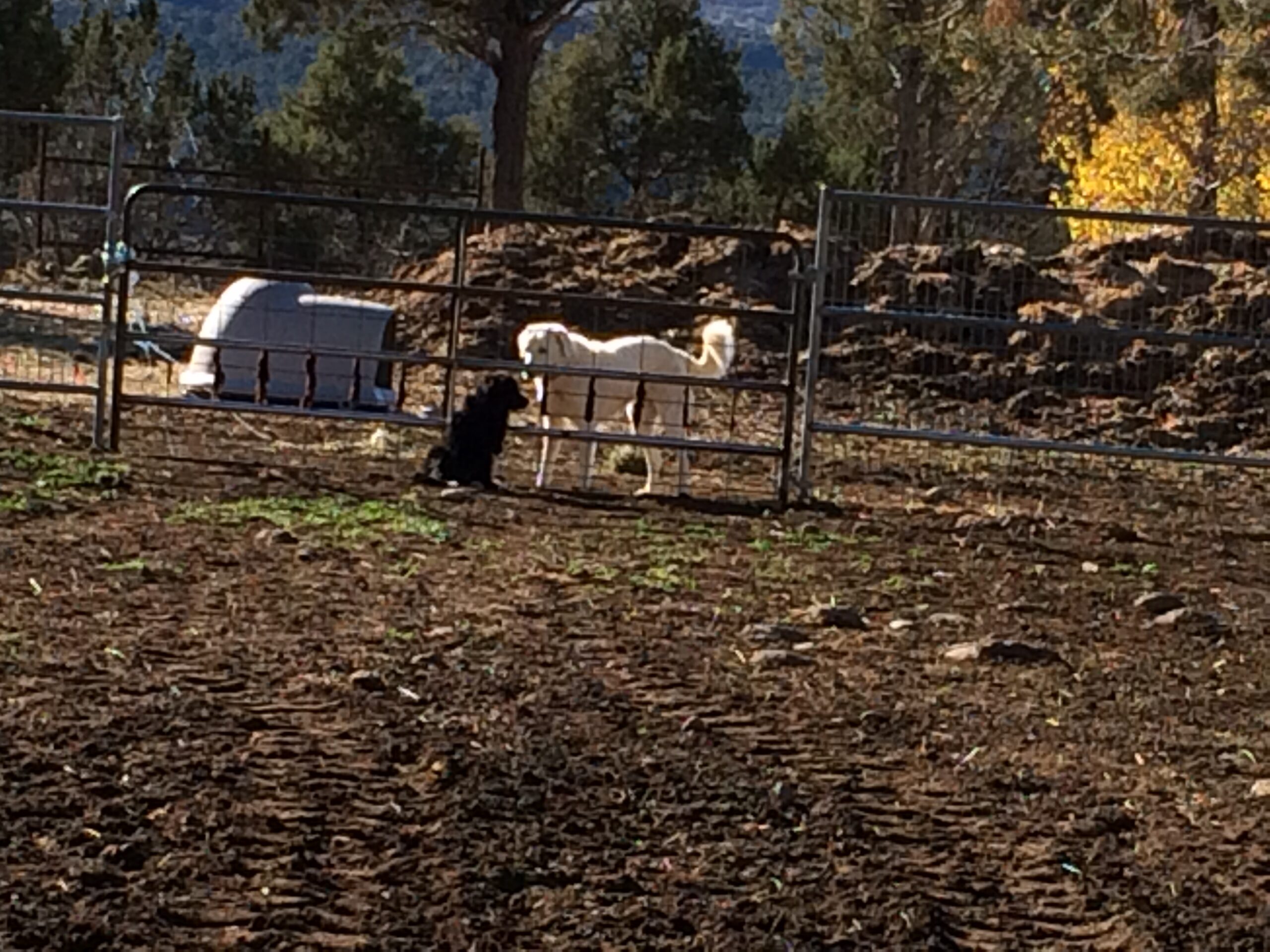 Two dogs meet through a fence. 