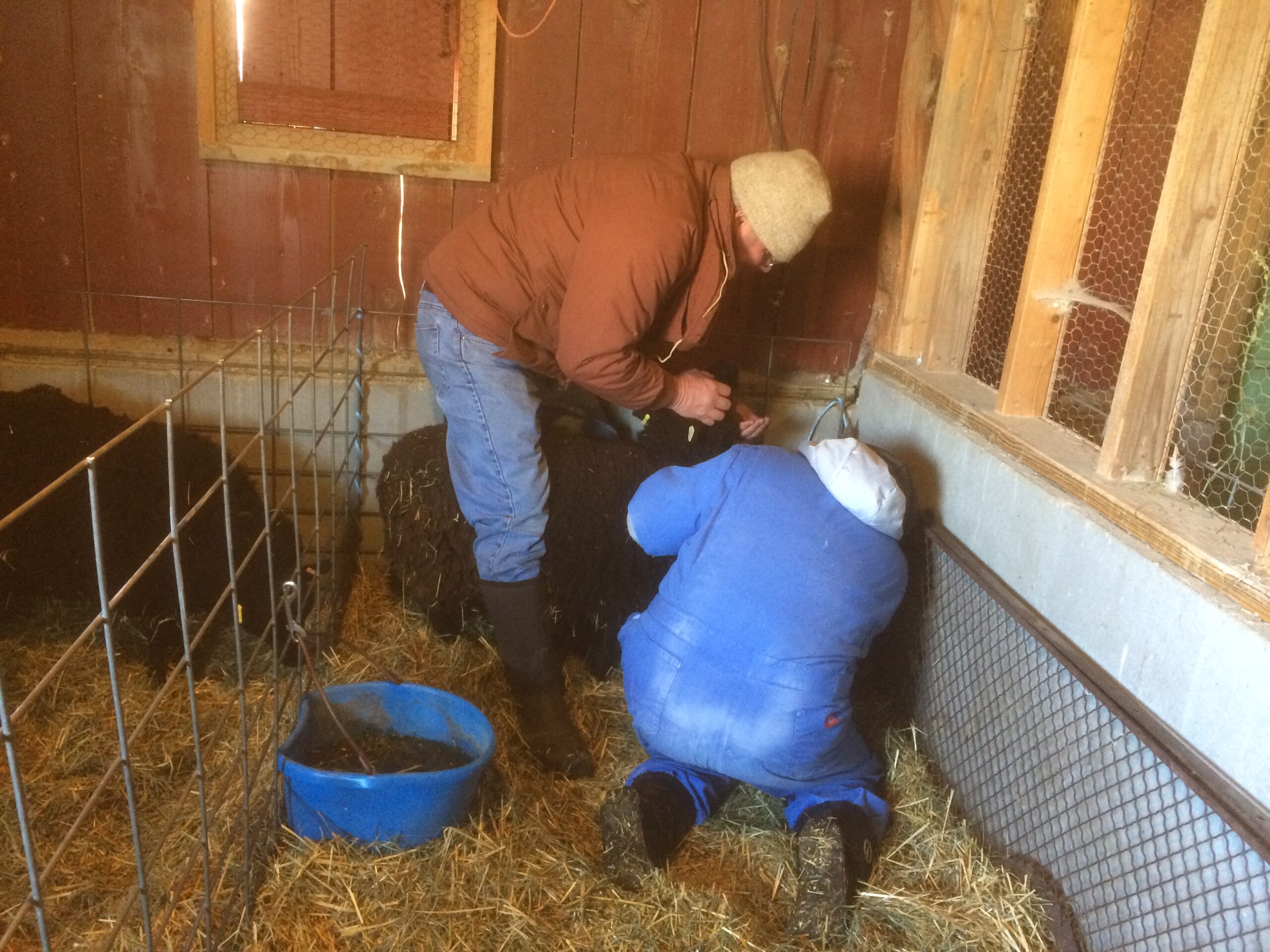 Two people bend over a sheep to collect a sample.