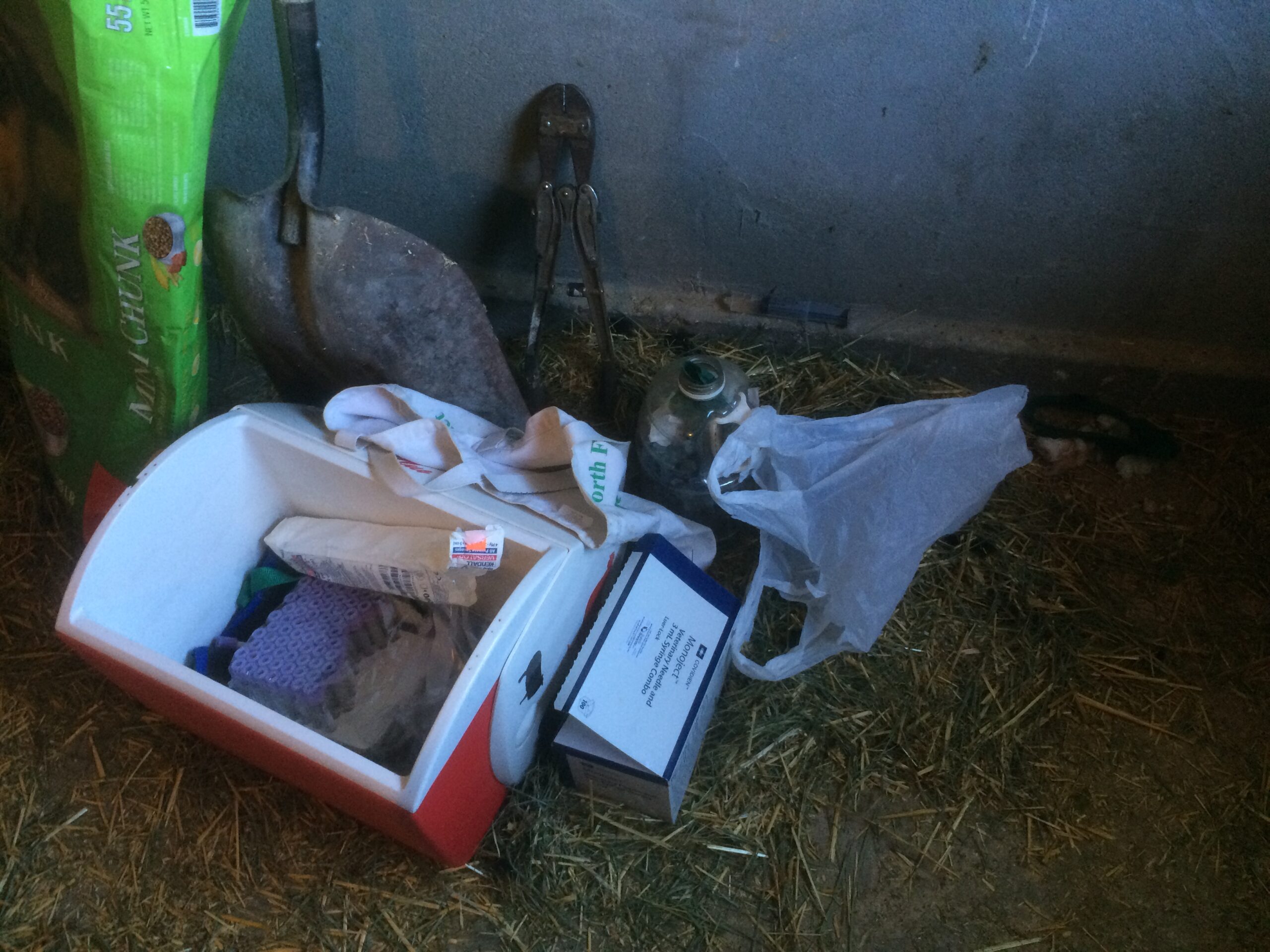A cooler full of samples and other supplies sits on a hay-covered floor.
