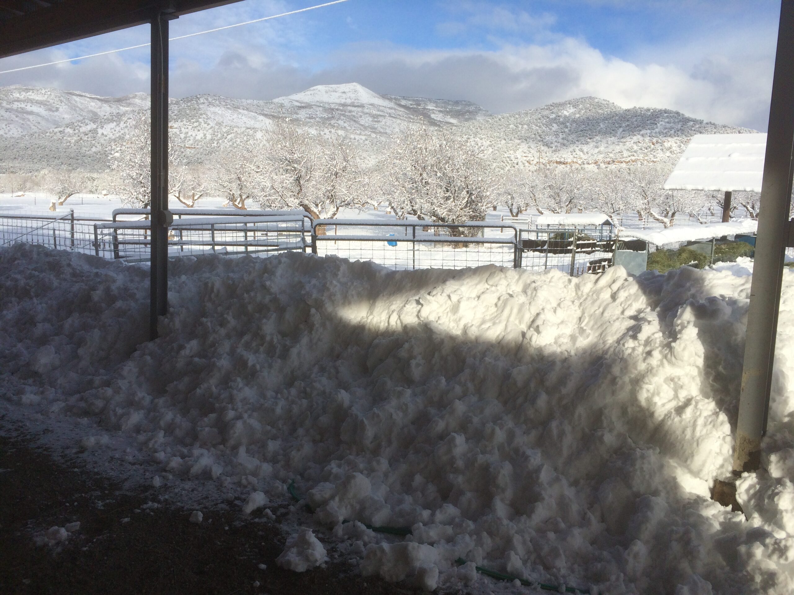 A huge drift of plowed snow obscures the view of the pens beyond. 