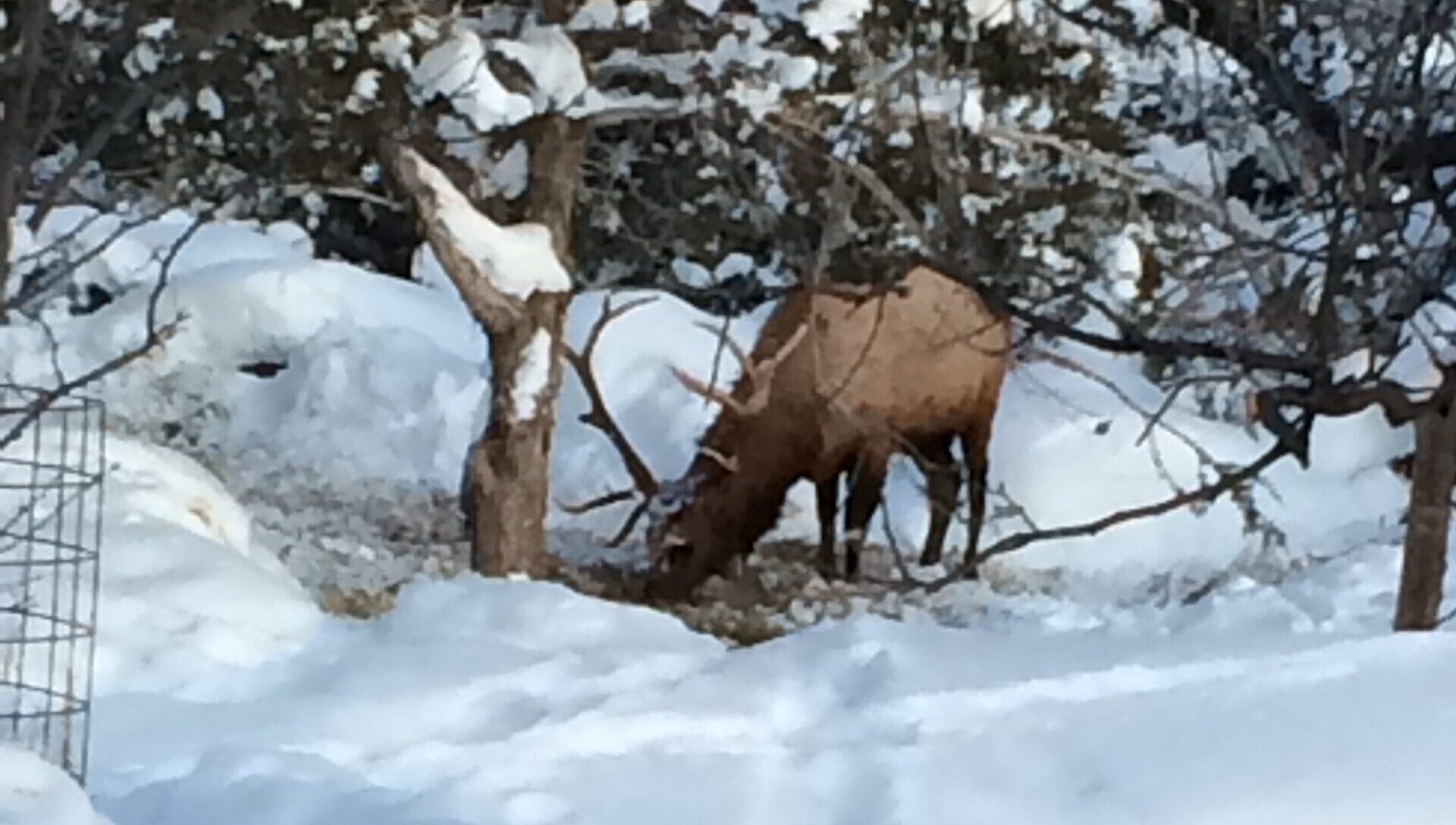 The Elk Are Down