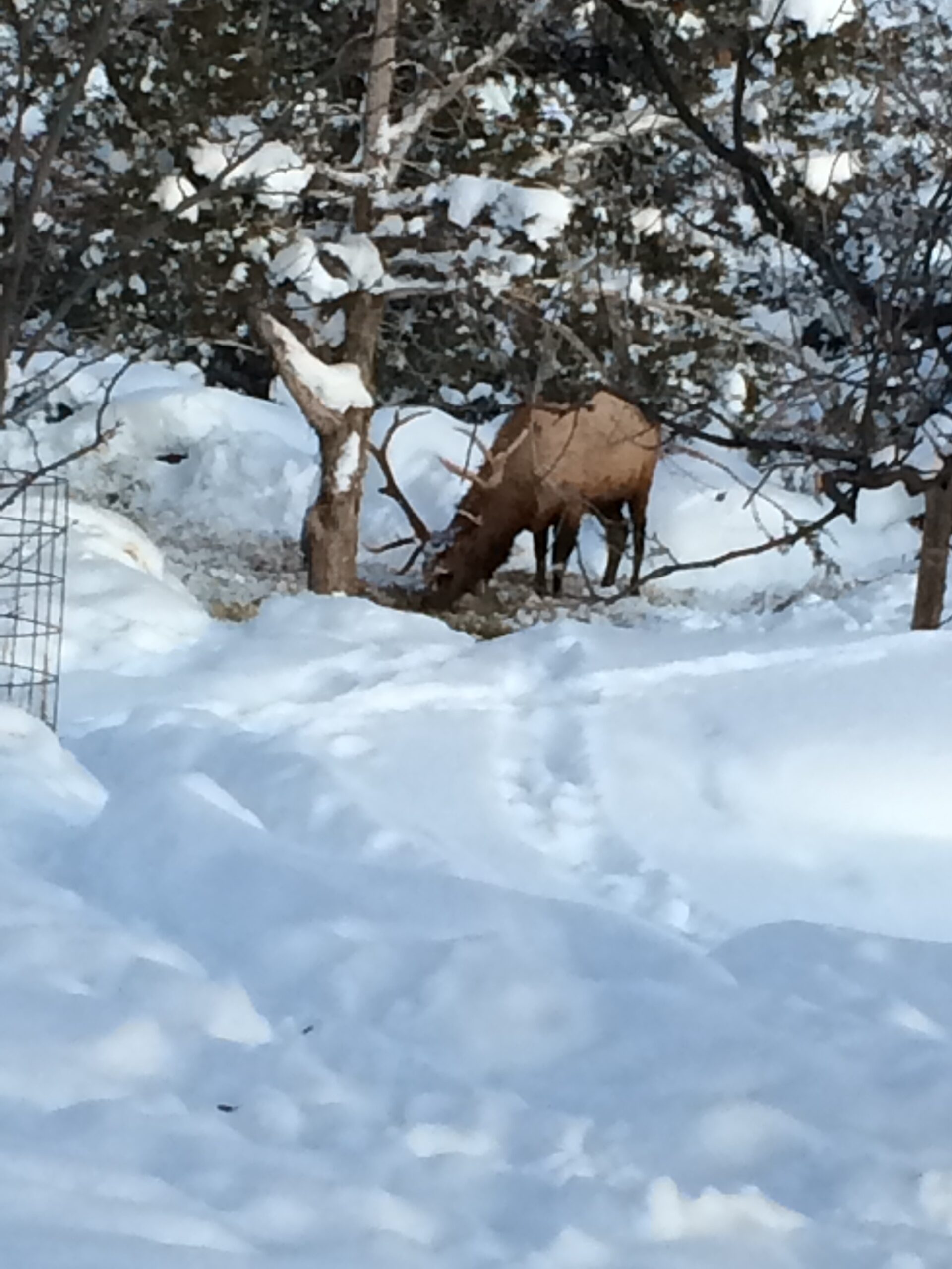 A bull elk eats old hay beneath a tree.
