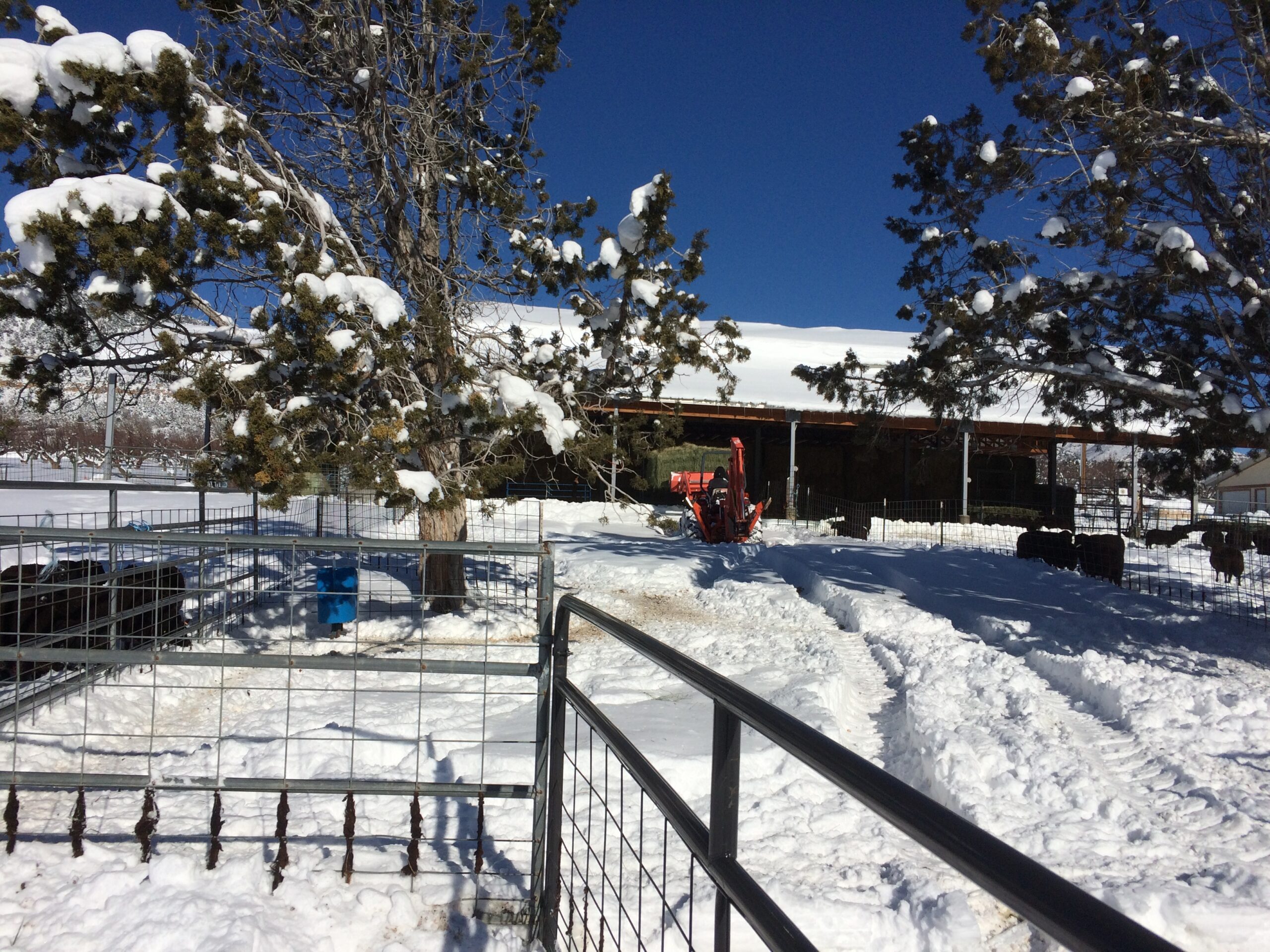 A heavy layer of snow covers the ground, two trees, and a barn.