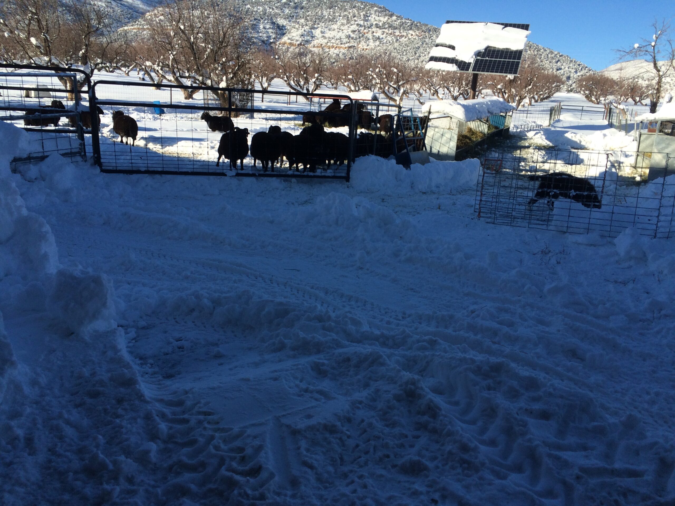 A path of plowed snow can be seen leading to a pen of sheep.