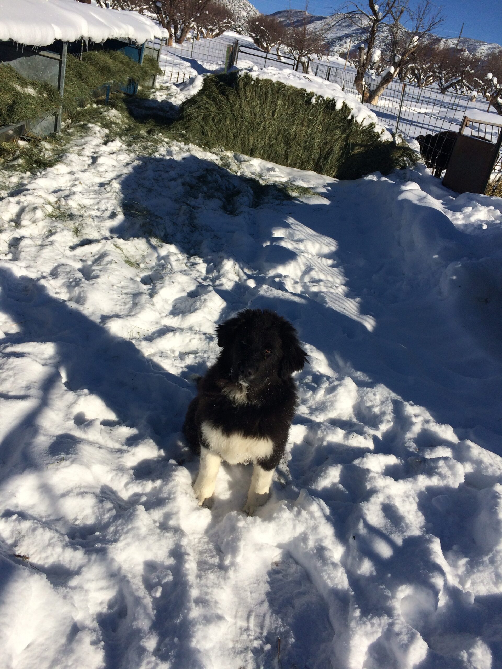 A fluffy black and white puppy sits patiently in the snow. 