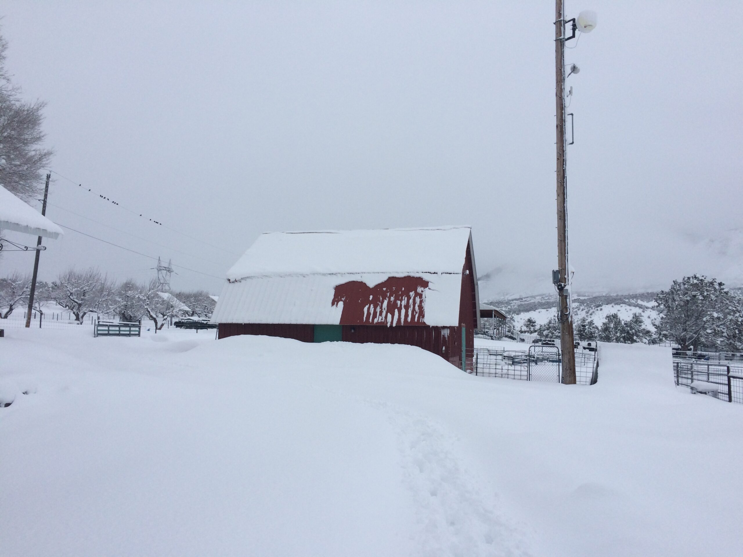 Tall drifts nearly reach the roof of a snow-covered barn. 