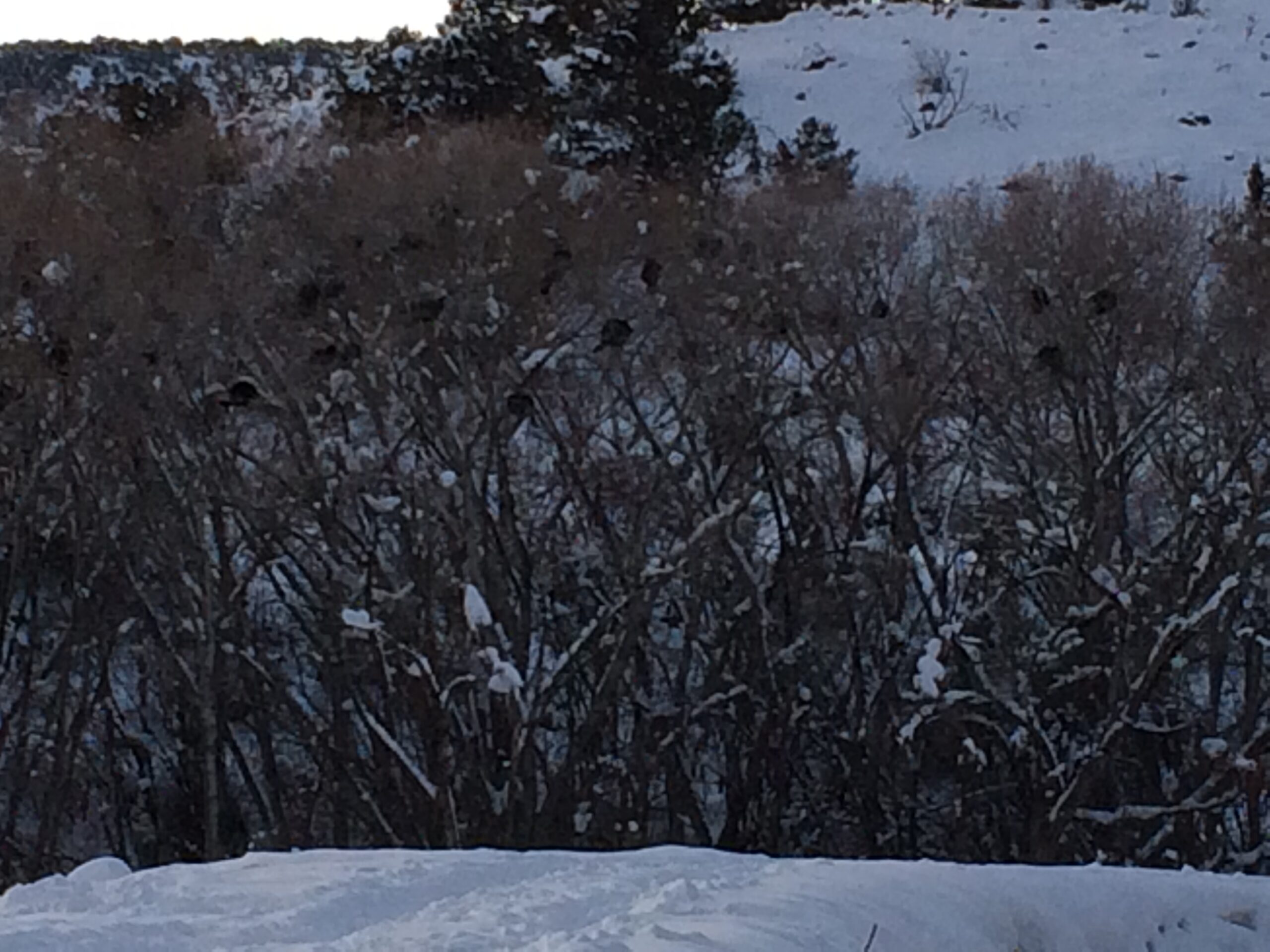 Several turkeys can be seen resting in scrubby trees.