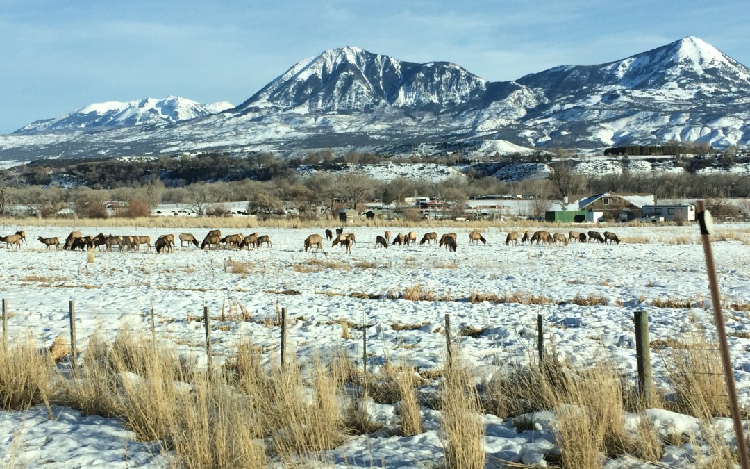 Valley Elk
