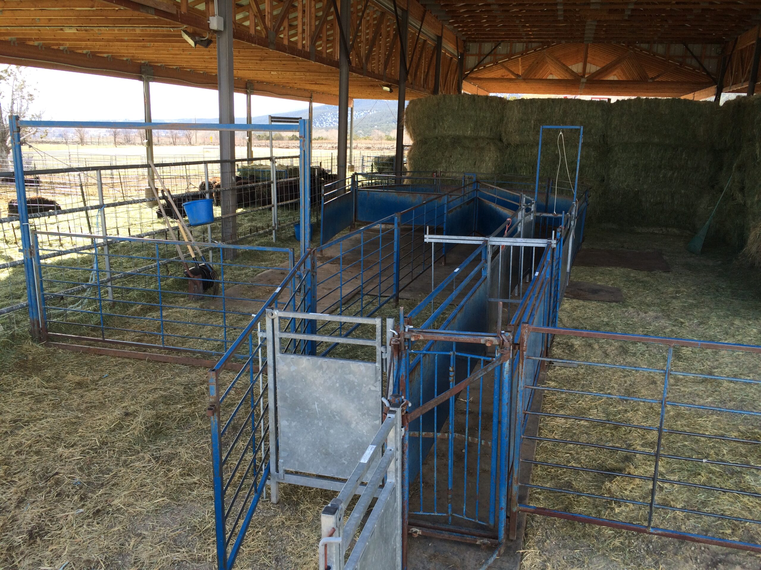 Sheep Handling System