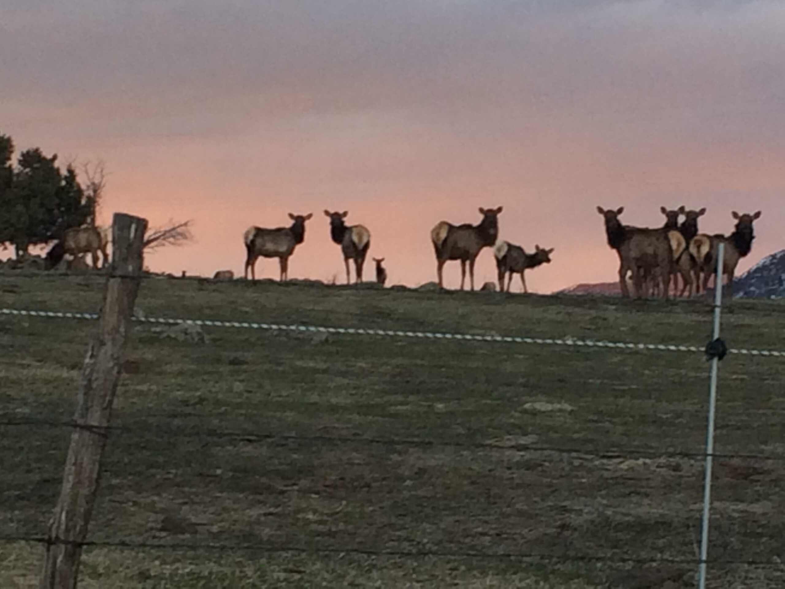 Elk at Sunset