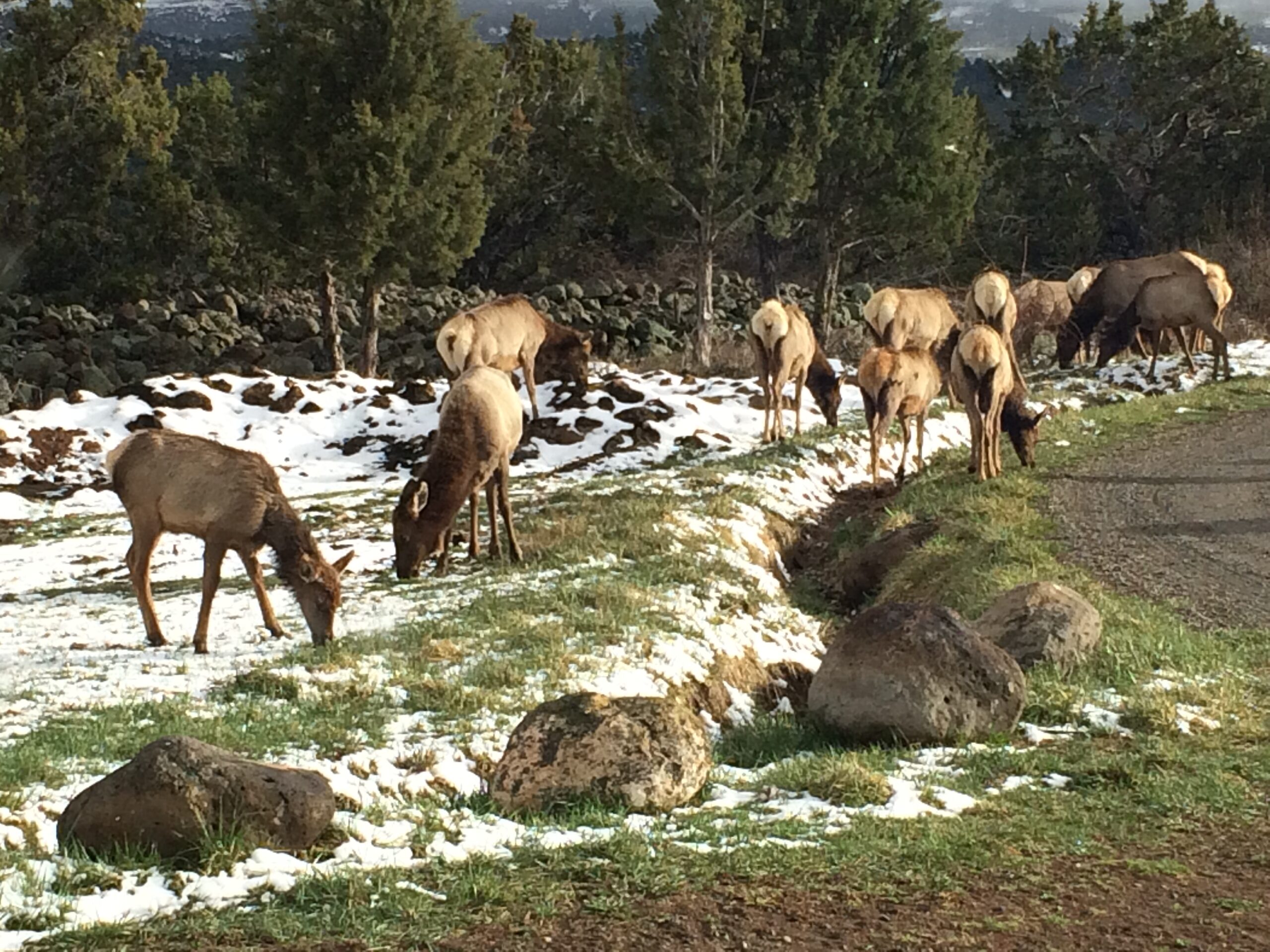 Front Yard Elk