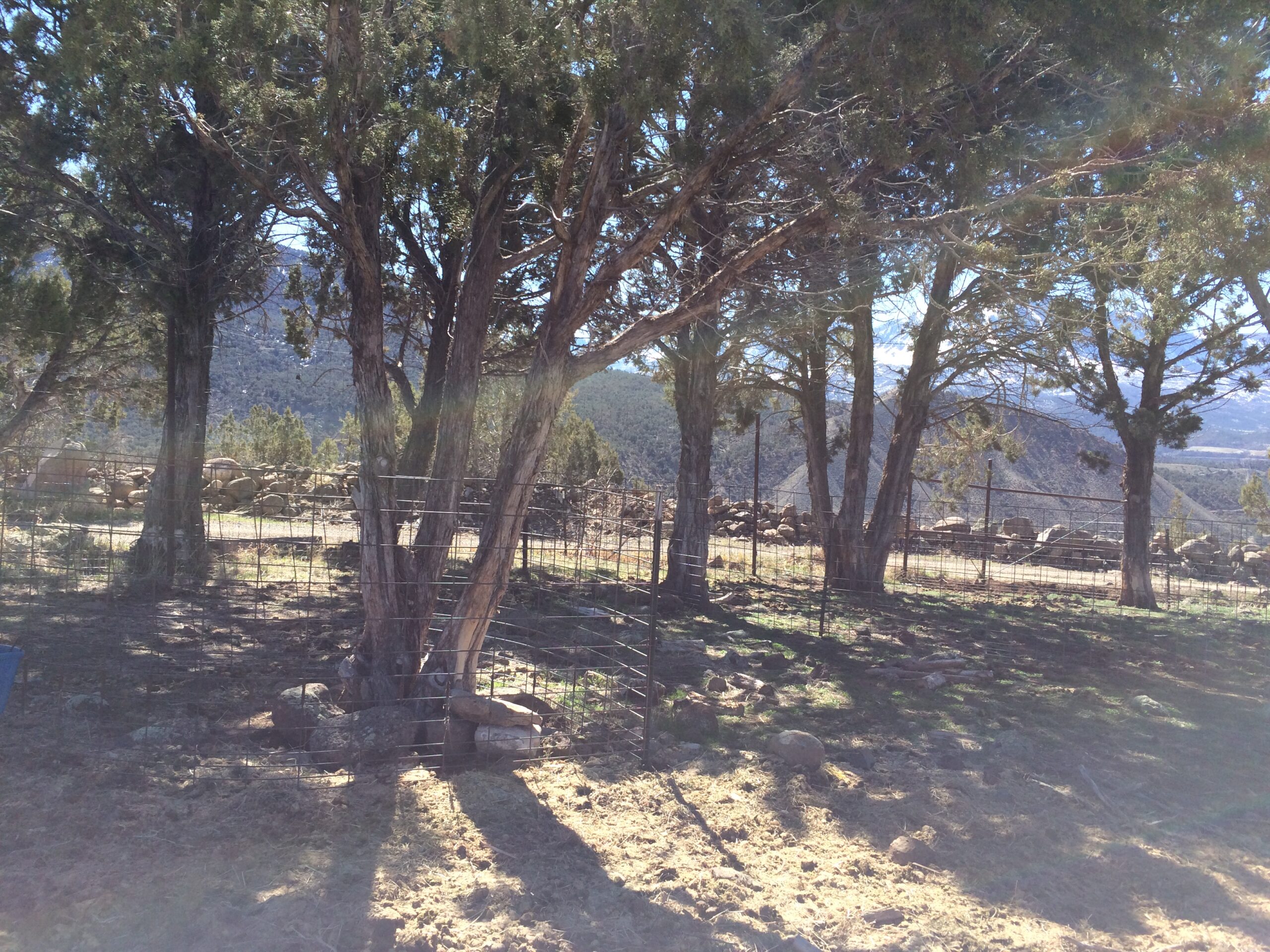Several mature pear trees are protected by welded wire fencing.
