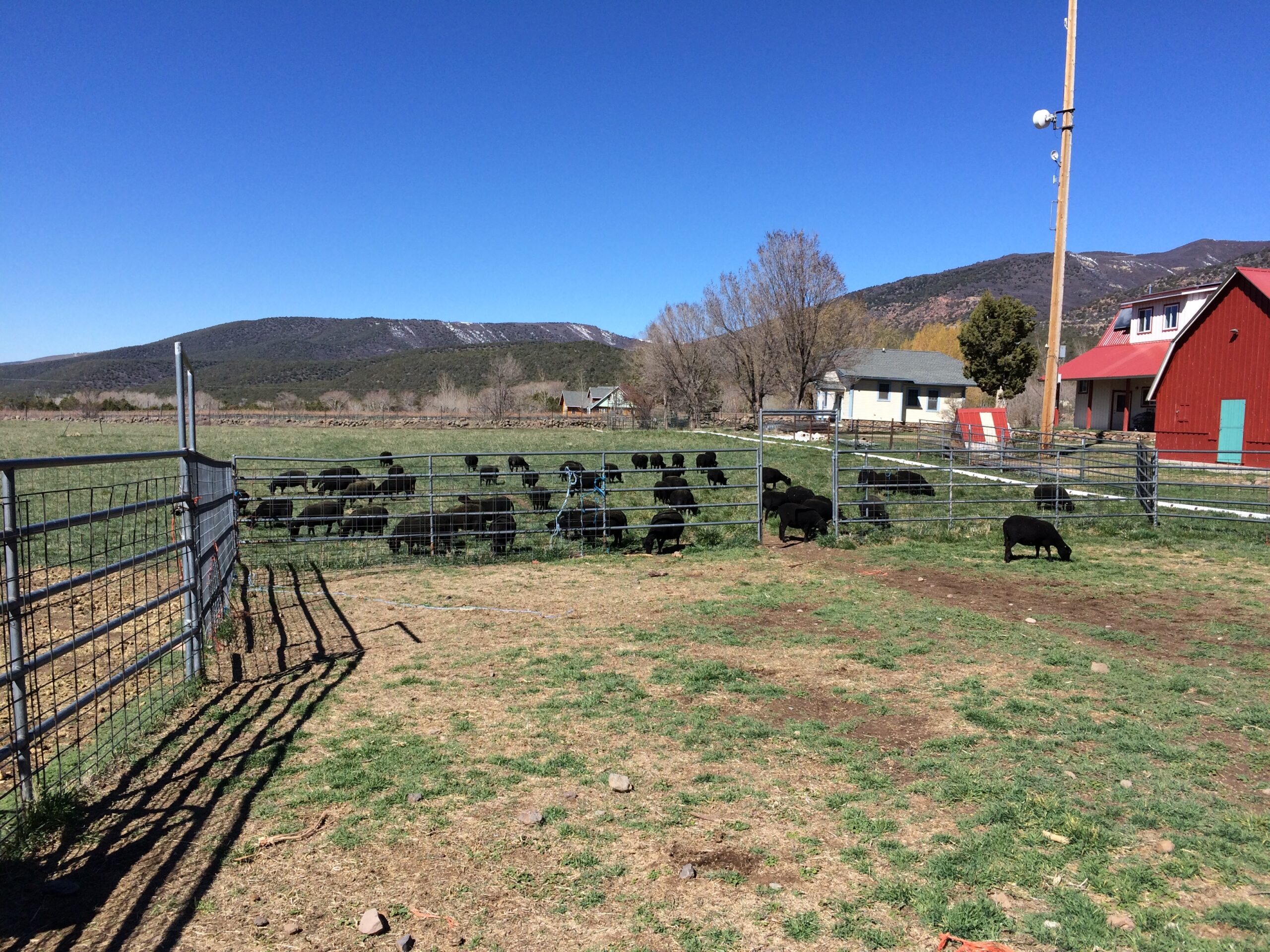 A flock of black ewes grazes together in a fenced pasture.
