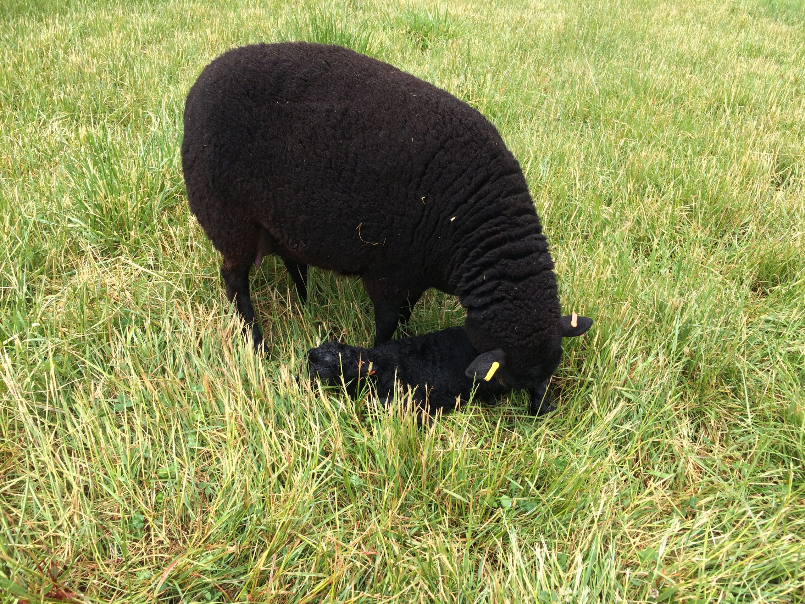 The Last 2016 Lamb