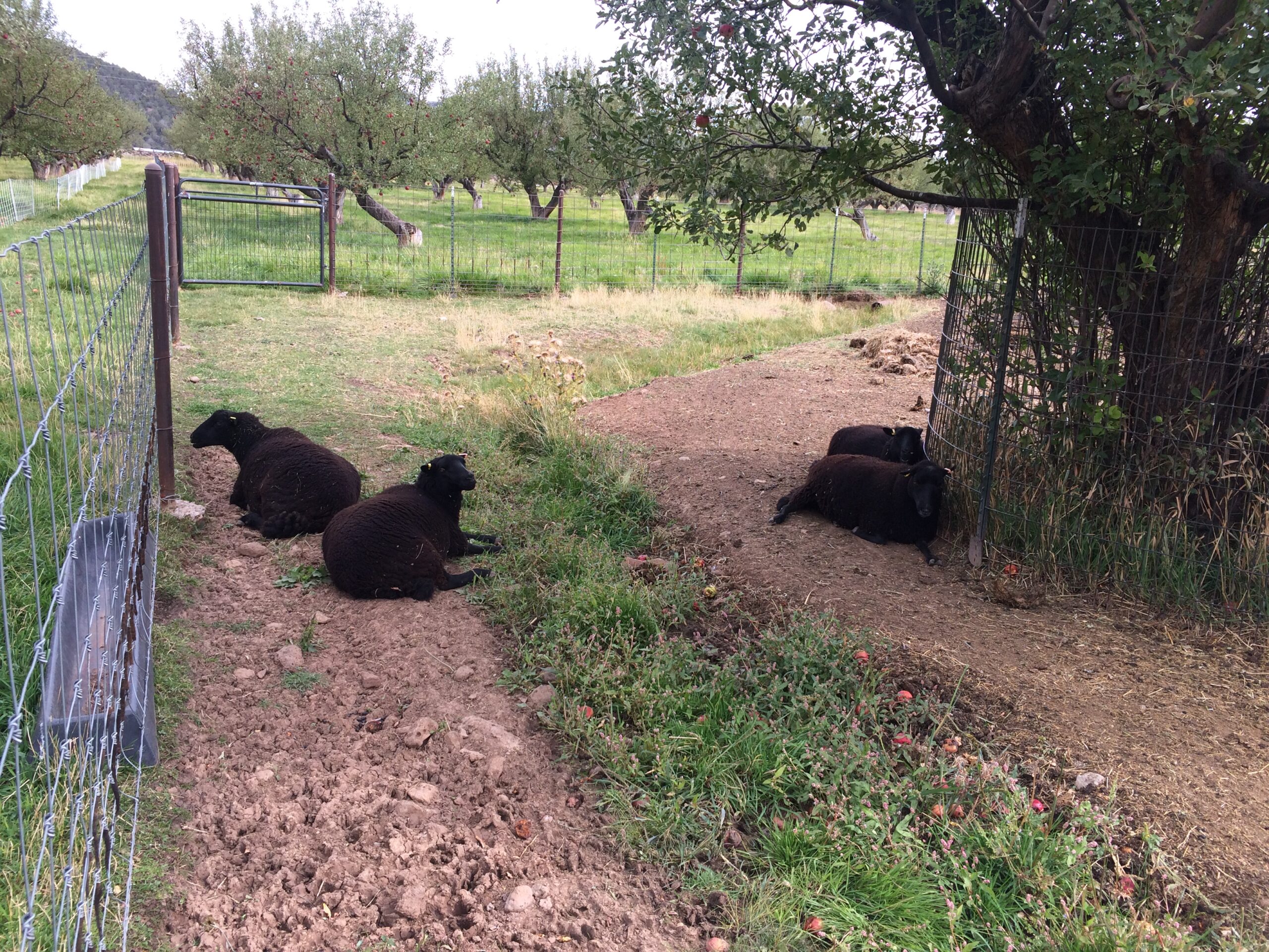A few black sheep lounge in the dirt of their pasture.