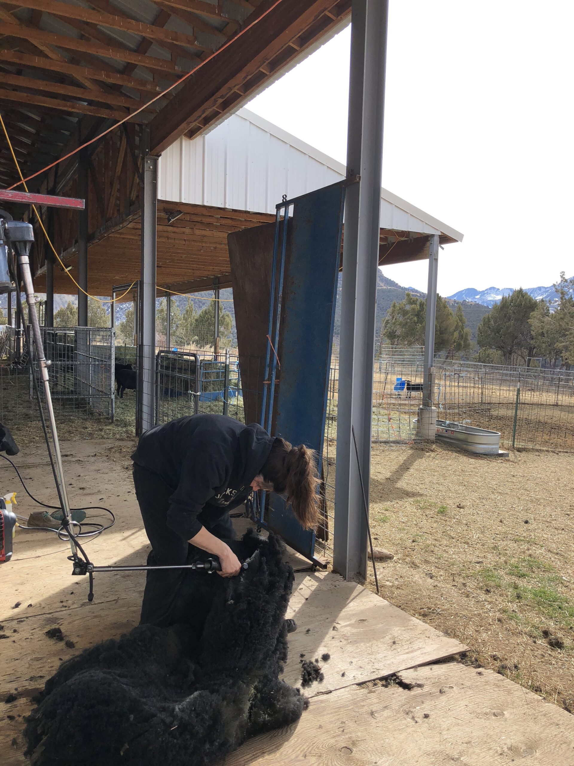 Shearing Time