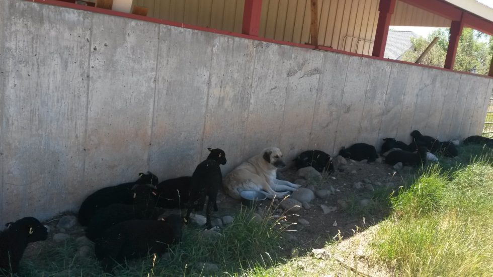 Dog Days of Summer