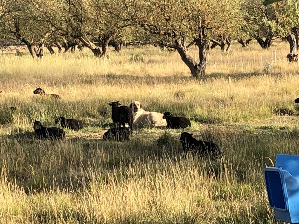 A livestock dog and a flock of black sheep relax in tall grass.