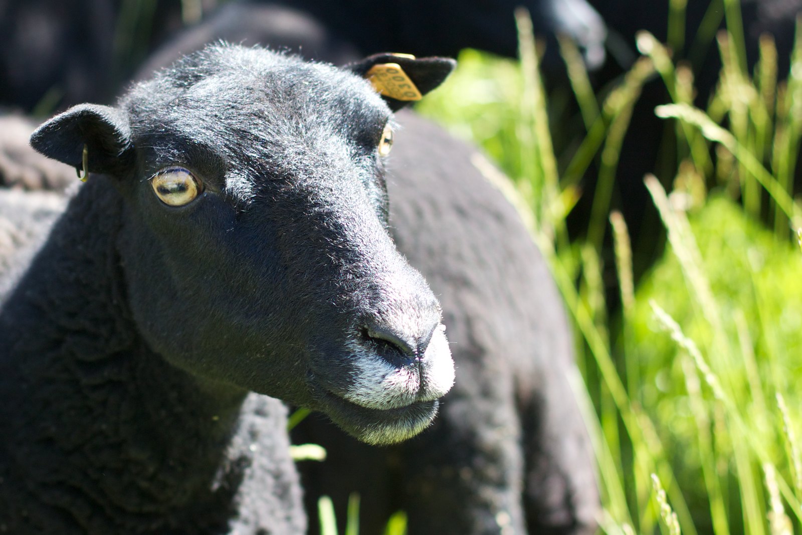 A Black Welsh Mountain ewe poses for the camera. 